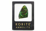 Iridescent Ammolite (Fossil Ammonite Shell) - Brilliant Greens #336269-1